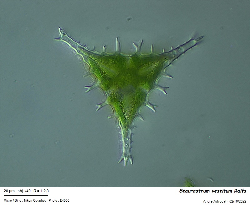 Staurastrum vestitum Ralfs #72196