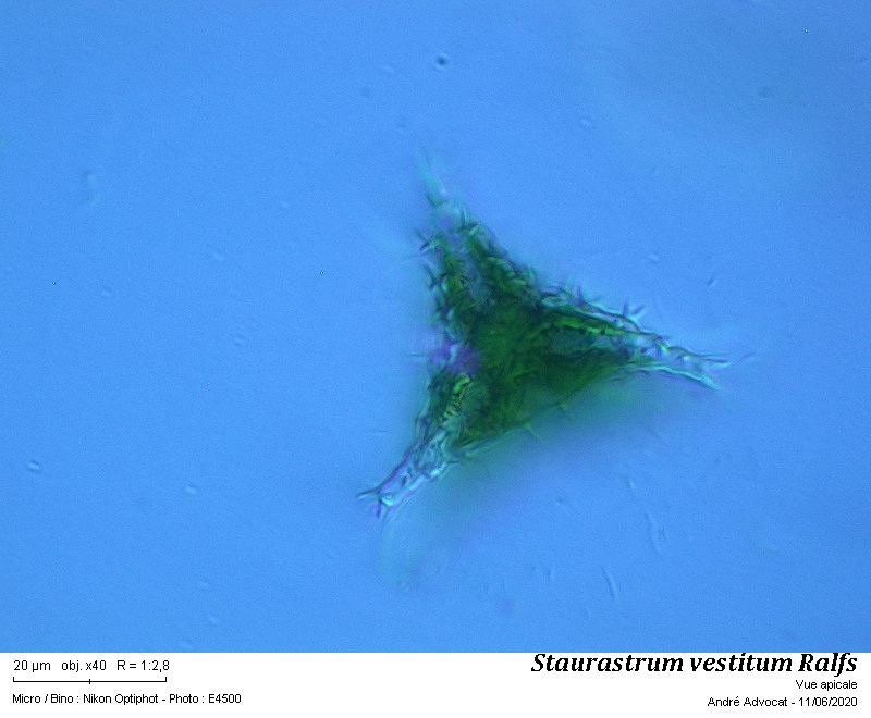 Staurastrum vestitum Ralfs #63784