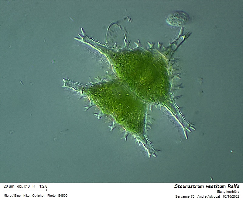 Staurastrum vestitum Ralfs #72195