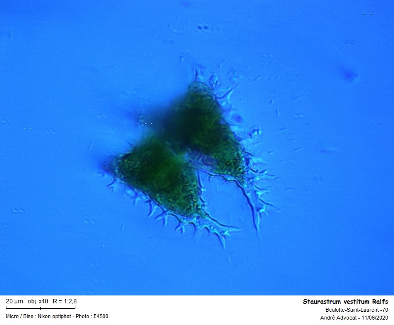 Staurastrum vestitum Ralfs #76943