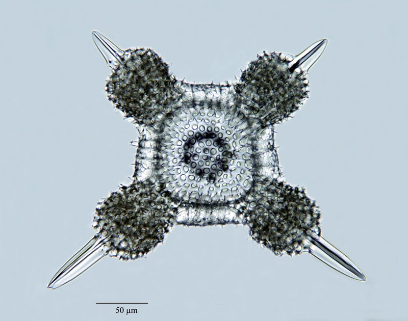 Staurococcura spec. Carter 1896 #22412