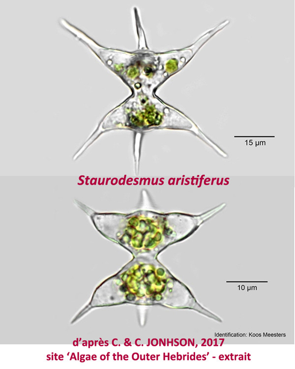 Staurodesmus aristiferus (Ralfs) Tomasson 1960 #84618