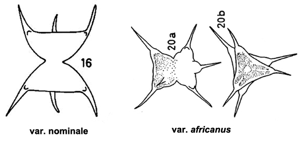 Staurodesmus connatus (P.Lundell) Thomasson #77101