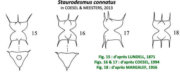 Staurodesmus connatus (P.Lundell) Thomasson #83557