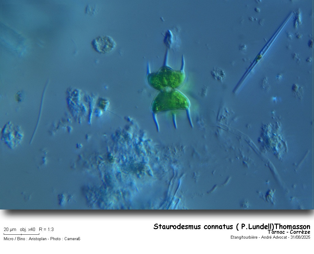 Staurodesmus connatus (P.Lundell) Thomasson #83543