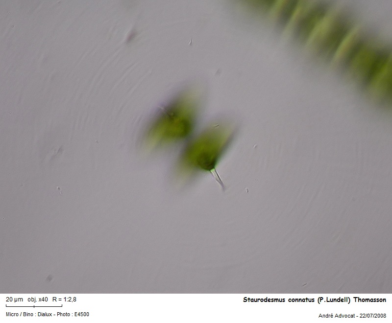 Staurodesmus connatus (P.Lundell) Thomasson #77075