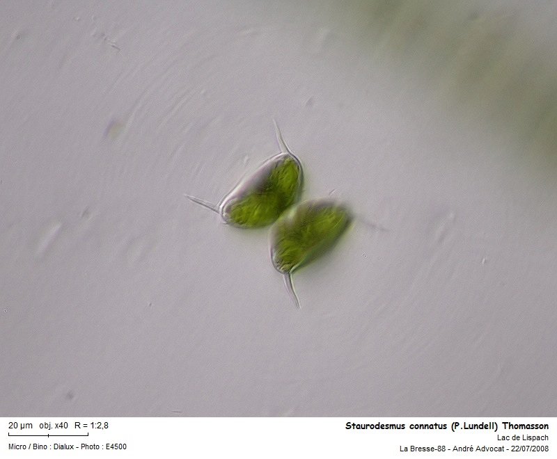 Staurodesmus connatus (P.Lundell) Thomasson #77074