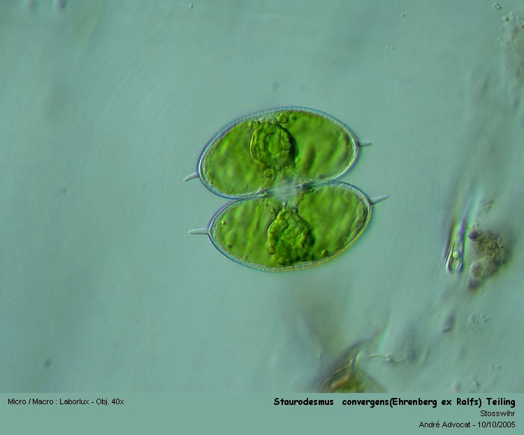 Staurodesmus convergens (Ehrenberg ex Ralfs) Teiling #57155