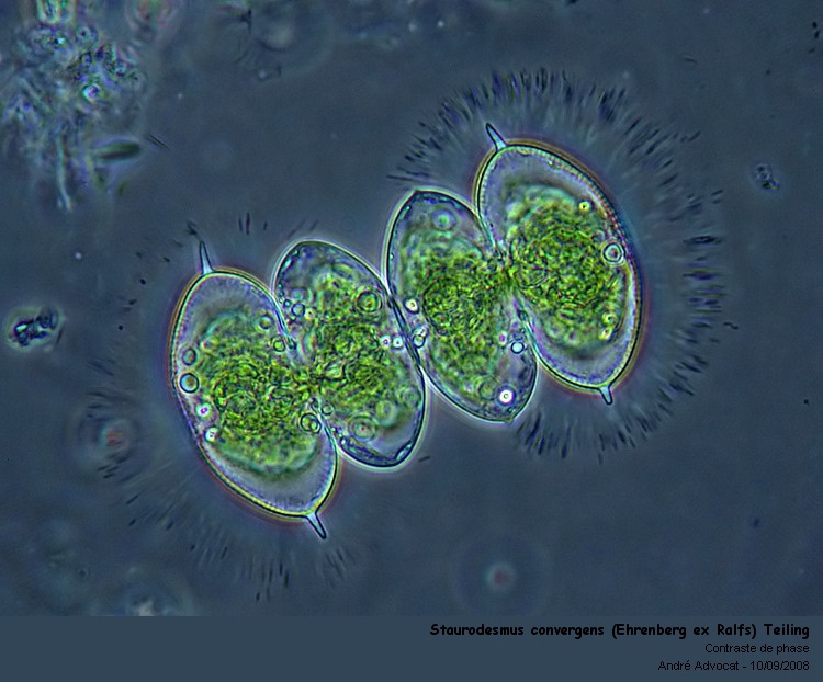 Staurodesmus convergens (Ehrenberg ex Ralfs) Teiling #57158