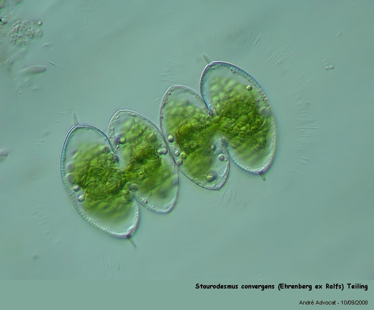 Staurodesmus convergens (Ehrenberg ex Ralfs) Teiling #57156
