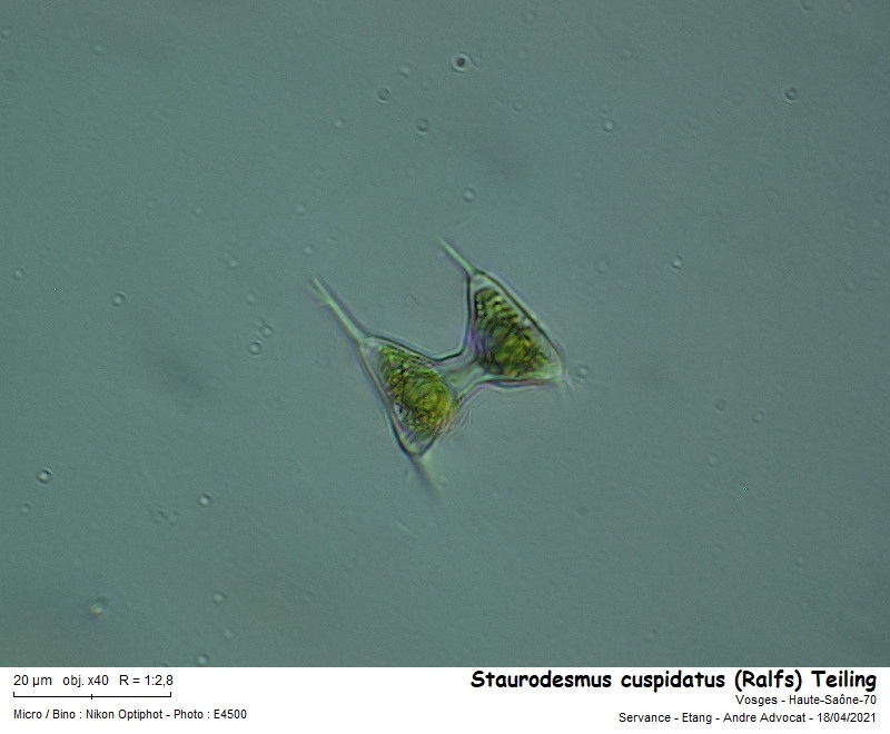 Staurodesmus cuspidatus (Ralfs) Teiling #66345