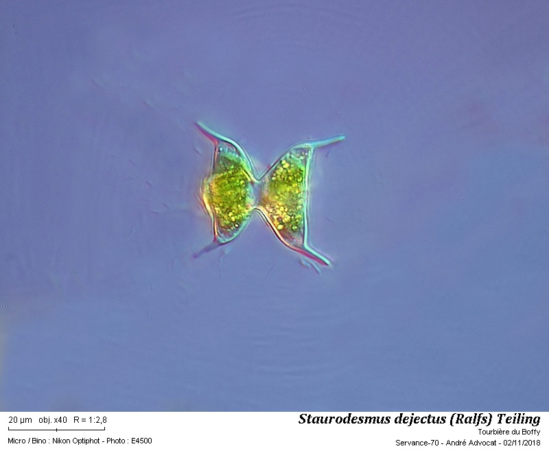 Staurodesmus dejectus (Ralfs) Teiling #56820