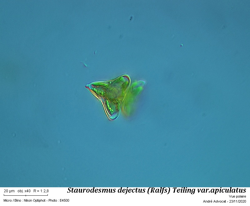 Staurodesmus dejectus (Ralfs) Teiling var. apiculatus #64885