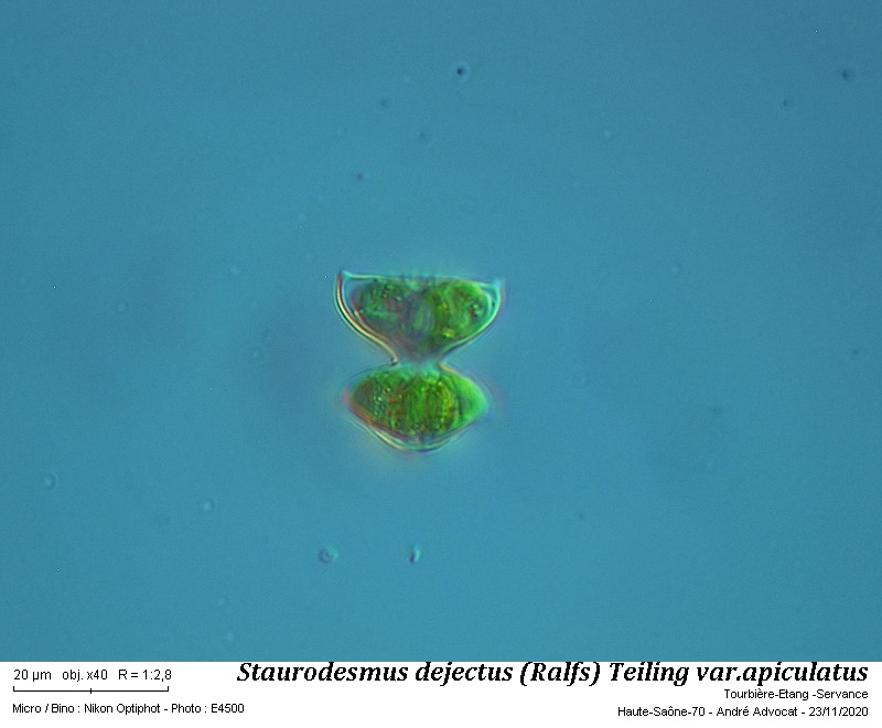 Staurodesmus dejectus (Ralfs) Teiling var. apiculatus #64884