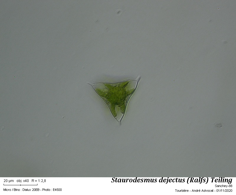 Staurodesmus dejectus (Ralfs) Teiling #64674