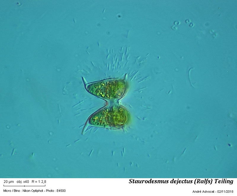 Staurodesmus dejectus (Ralfs) Teiling #56821