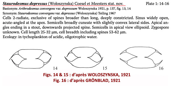 Staurodesmus depressus (Woloszynska) Coesel & Meesters #83688