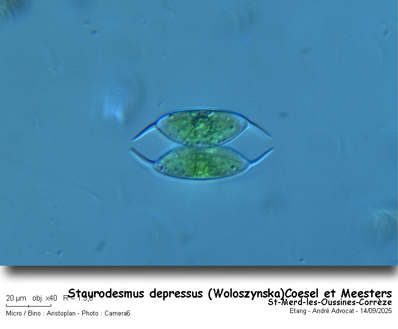 Staurodesmus depressus (Woloszynska) Coesel & Meesters #83648