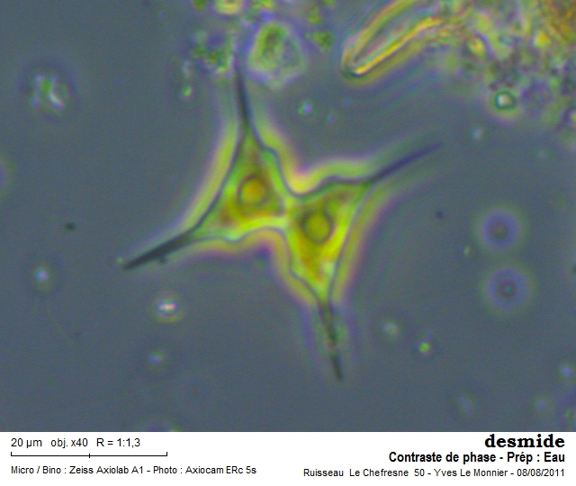 Staurodesmus extensus #23462