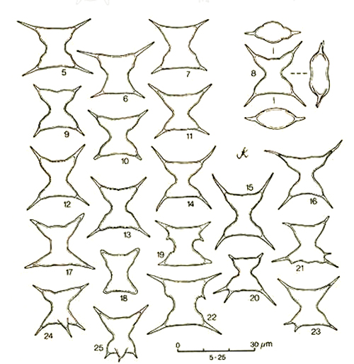 Staurodesmus extensus (Anderson) Teiling #72600