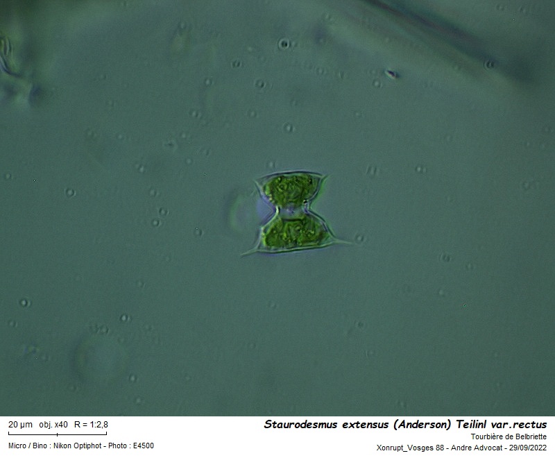 Staurodesmus extensus (Anderson) Teiling var. rectus #72153