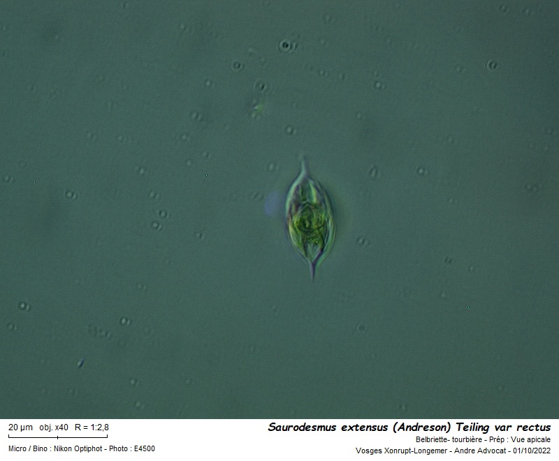 Staurodesmus extensus (Anderson) Teiling var. rectus #72191