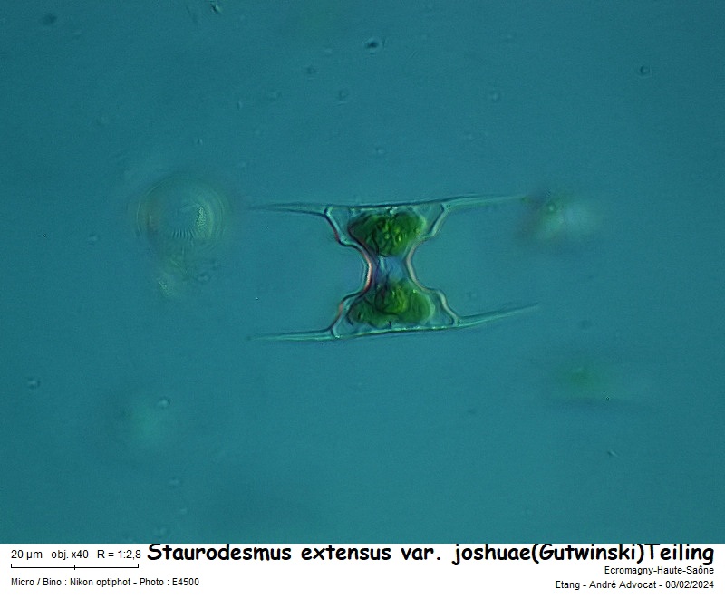 Staurodesmus extensus var. joshuae (Gutwinski) Teiling #77999