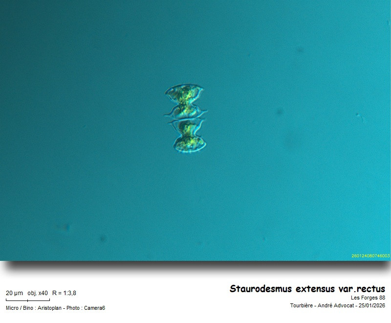 Staurodesmus extensus (Anderson) Teiling var. rectus #84929