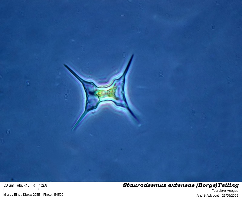 Staurodesmus extensus (Anderson) Teiling #53006