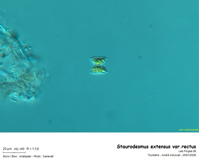 Staurodesmus extensus (Anderson) Teiling var. rectus #84928