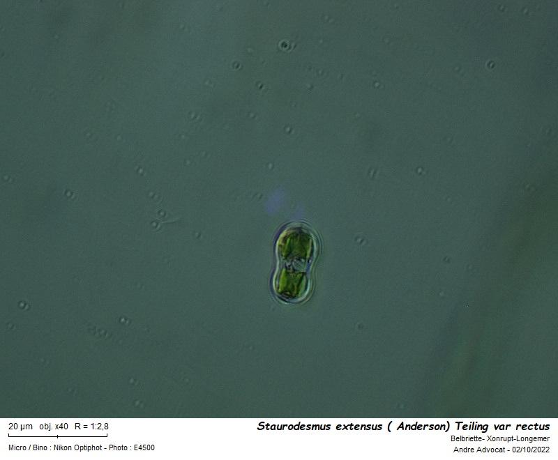 Staurodesmus extensus (Anderson) Teiling var. rectus #72192