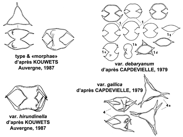 Staurodesmus glaber (Ralfs) Teiling #77469