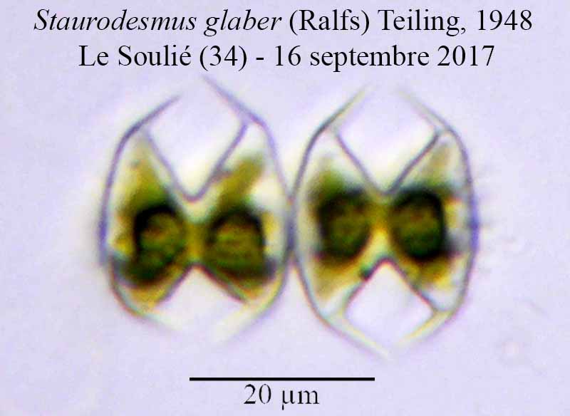 Staurodesmus glaber #51593