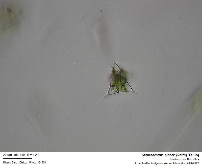 Staurodesmus glaber (Ralfs) Teiling #77280