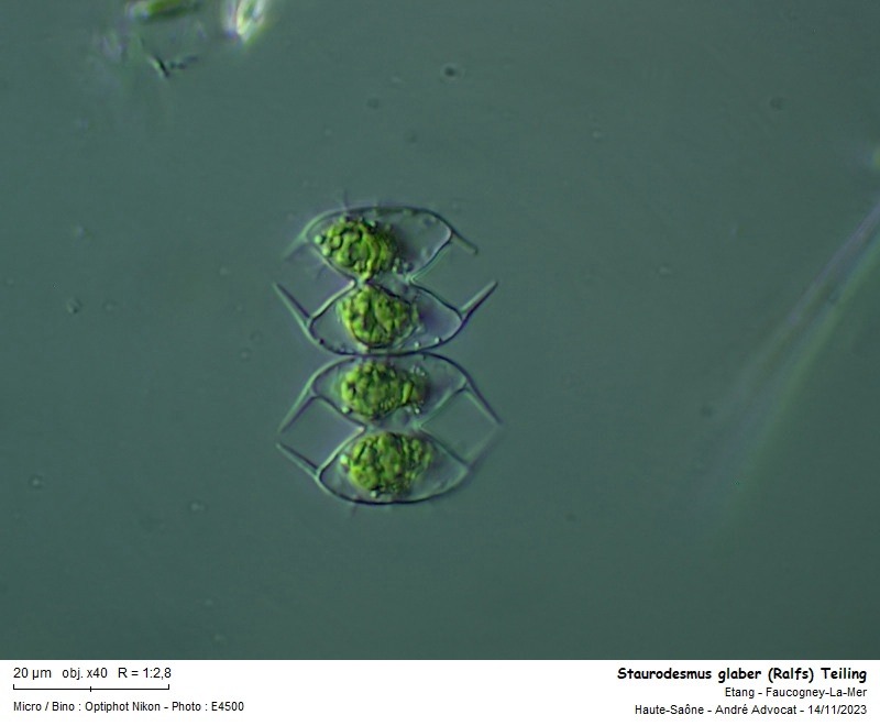 Staurodesmus glaber (Ralfs) Teiling #77279