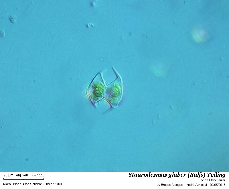 Staurodesmus glaber (Ralfs) Teiling #54665