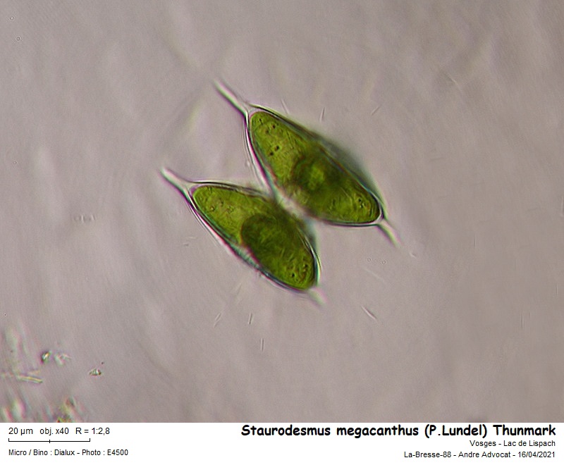 Staurodesmus megacanthus (P.Lundel) Thunmark #66289