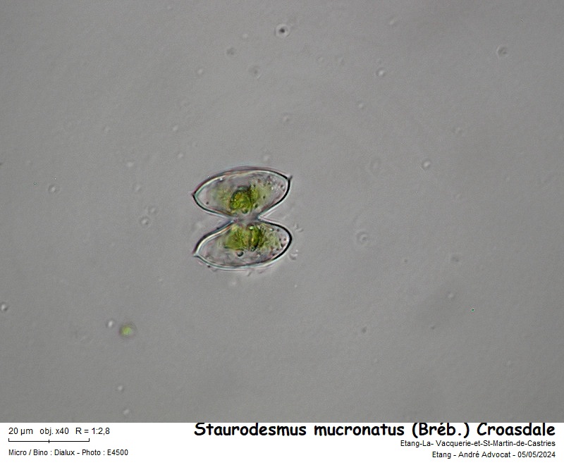 Staurodesmus mucronatus (Bréb.) Croasdale #78745
