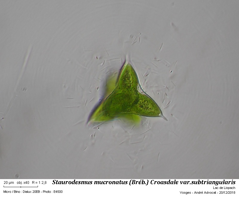 Staurodesmus mucronatus (Bréb.) Croasdale #57161
