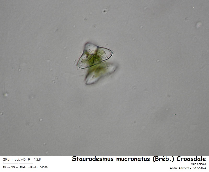 Staurodesmus mucronatus (Bréb.) Croasdale #78746