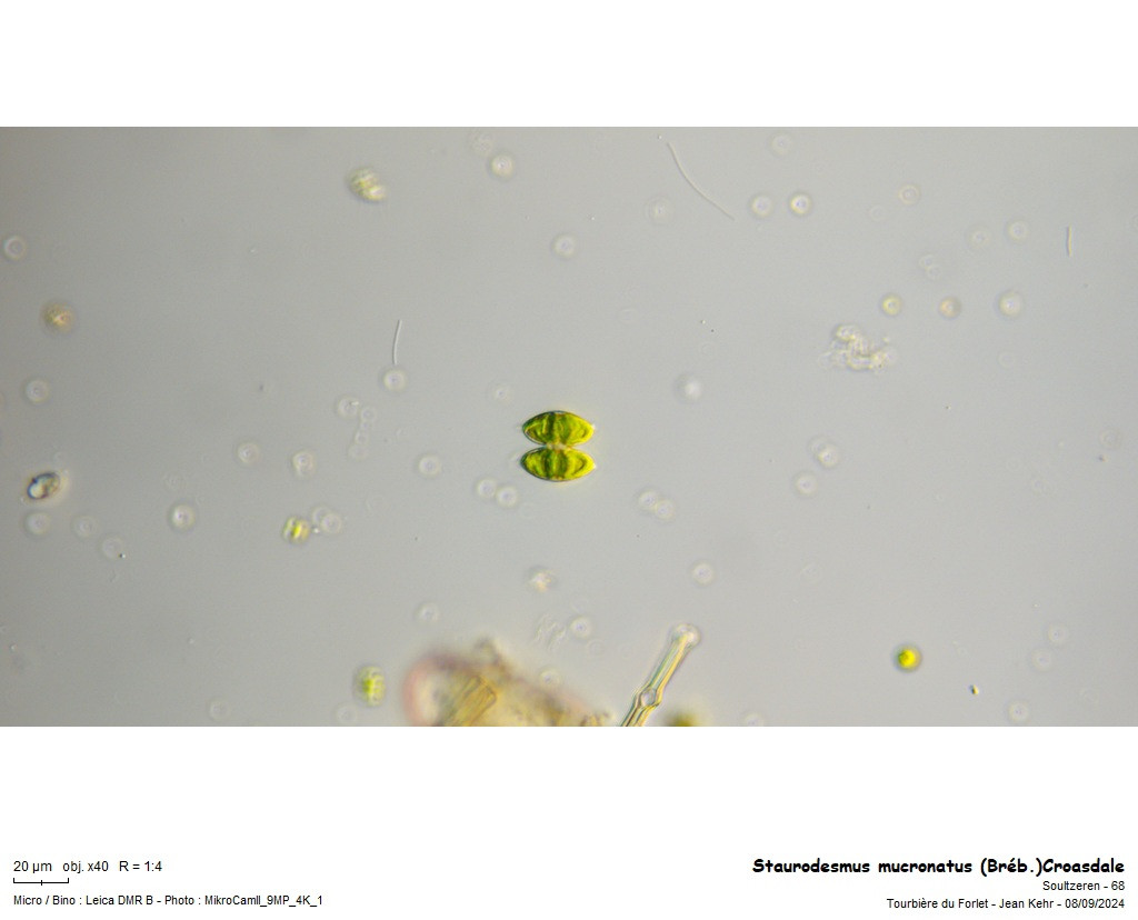 Staurodesmus mucronatus (Bréb.) Croasdale #85064