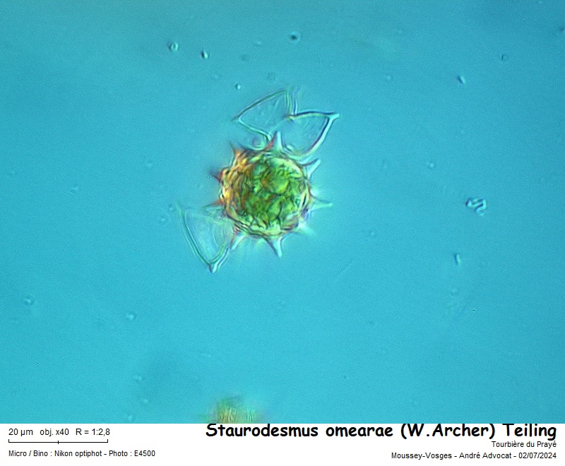 Staurodesmus omearae (W. Archer) #79309