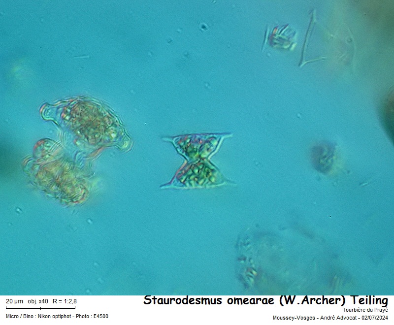 Staurodesmus omearae (W. Archer) #79307