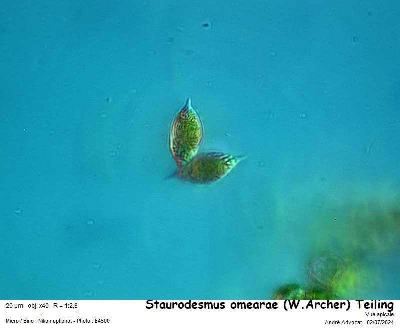 Staurodesmus omearae (W. Archer) #79308
