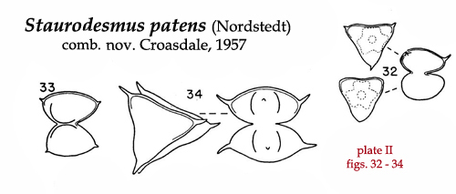 Staurodesmus patens (Nordstedt) Croasdale #82001