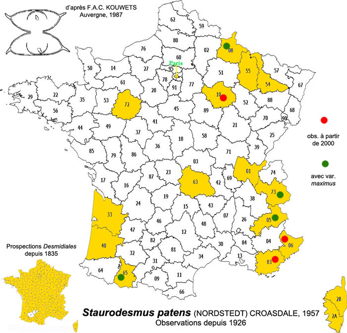 Staurodesmus patens (Nordstedt) Croasdale #82701