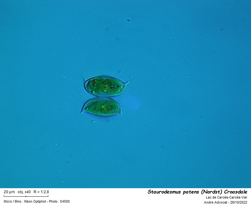 Staurodesmus patens (Nordstedt) Croasdale #72476