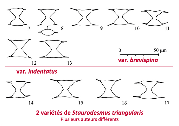 Staurodesmus triangularis (Lagerheim) Teiling #82006