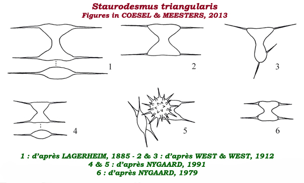 Staurodesmus triangularis (Lagerheim) Teiling #82007