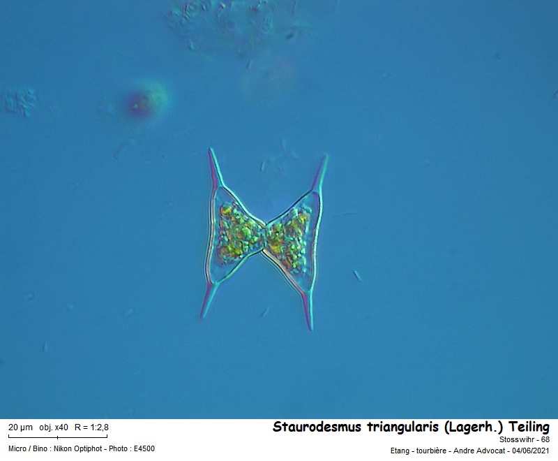Staurodesmus triangularis (Lagerheim) Teiling #66973